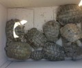 Ηγουμενίτσα: Δεν ήξεραν ότι κουβαλούσαν 107 χελώνες παράνομα!